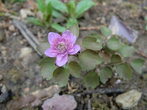 Anemonella thalictroides 'Shoaffs Double Pink'