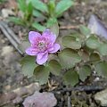 Anemonella thalictroides 'Shoaffs Double Pink'