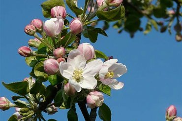 Kwiat jabłoni #bratki #kwiaty #ogród #rośliny