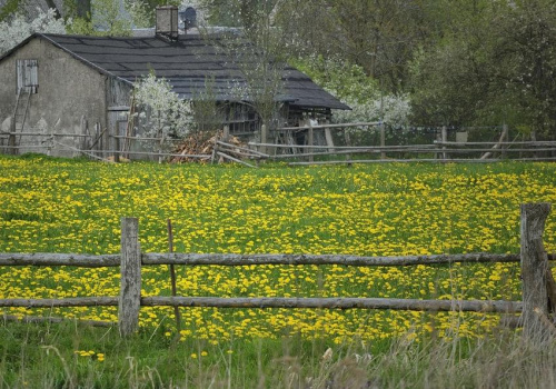 W świecie wiosny #fotosik #fotmart #dzikapolska #wiosna #bocian #jelonek #wojtekwrzesien #fotografia #natura #krajobraz #las #kwiaty #Drozdowo