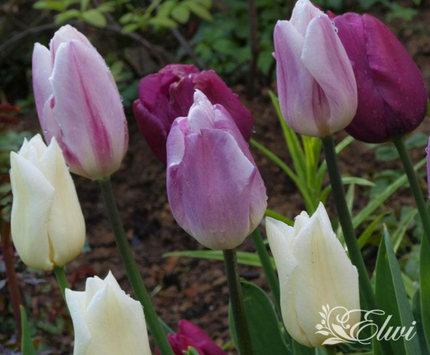 kwiaty 2014 #tulipan #tulipany #TulipanyTriumph #Triumph #TulipanyGrupyTriumph