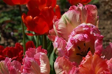 kwiaty 2014 #tulipan #tulipany #TulipanRoccoco #Roccoco #TulipanyPapuzie