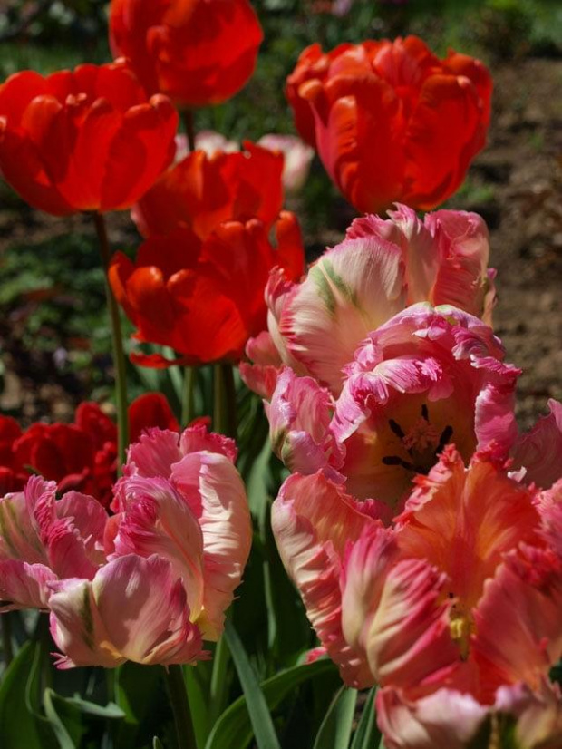 kwiaty 2014 #tulipan #tulipany #TulipanRoccoco #Roccoco #TulipanyPapuzie