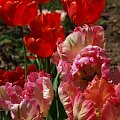 kwiaty 2014 #tulipan #tulipany #TulipanRoccoco #Roccoco #TulipanyPapuzie