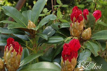 kwiaty maj #różanecznik #rhododendron