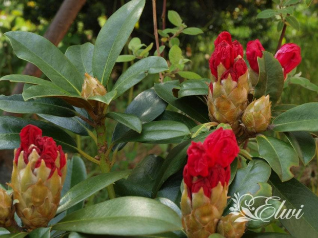 kwiaty maj #różanecznik #rhododendron