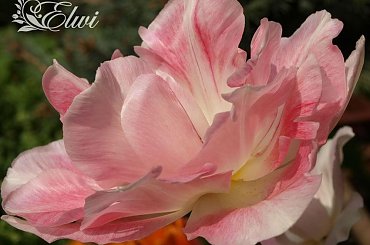 kwiaty maj #tulipan #tulipany #TulipanAngelique #Angelique #Andżelika