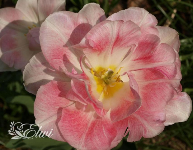 kwiaty maj #tulipan #tulipany #TulipanAngelique #Angelique #Andżelika