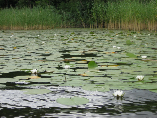 Jezioro Trzebiechowo 2013