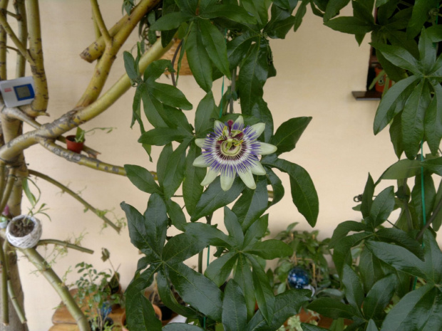 Passiflora