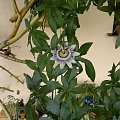 Passiflora