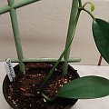 Diversifolia