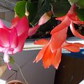 schlumbergera