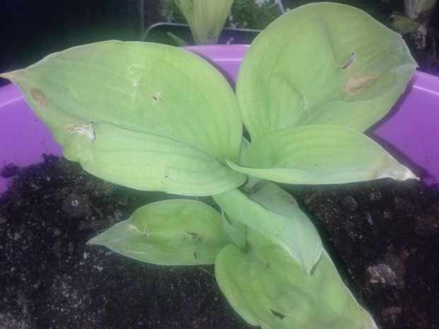 Hosta Lucy Vitols