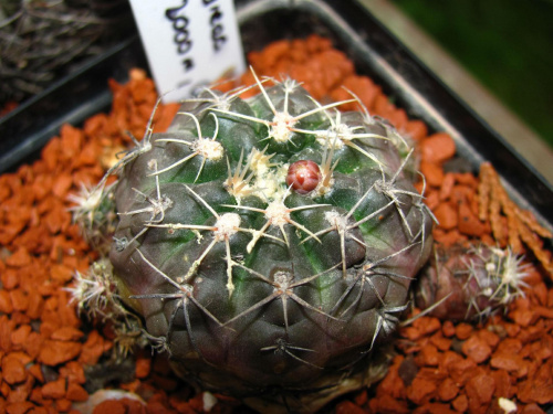 Gymnocalycium andreae P 199