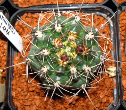 Gymnocalycium neuhuberii GN 77/1181