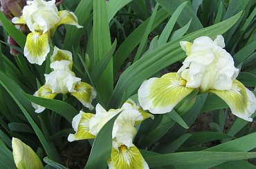 Irysy pumila #IrysPumila #niski #irys