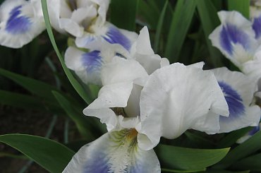 Irysy pumila #IrysPumila #niski #irys