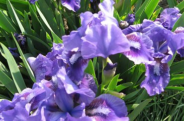 Irysy pumila #IrysPumila #niski #irys