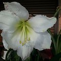 Hippeastrum