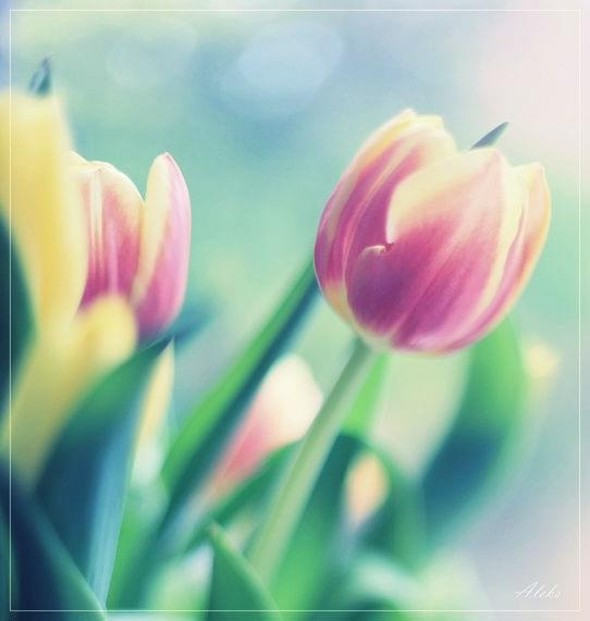 próba freelensing #kwiaty #tulipany