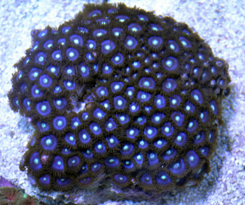zoa