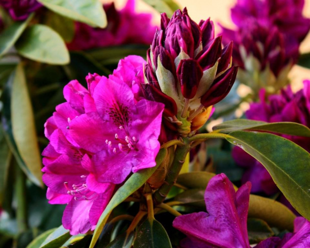 rododendron #KwiatyMakro