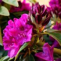 rododendron #KwiatyMakro