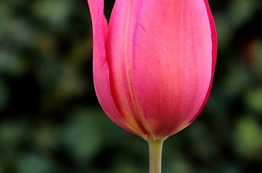 tulipan #KwiatyMakro