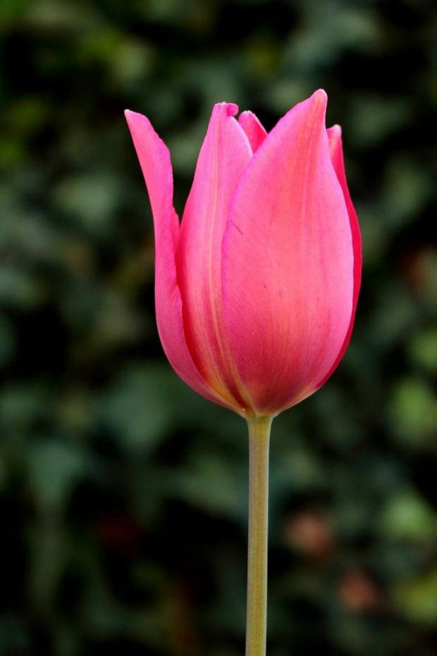 tulipan #KwiatyMakro