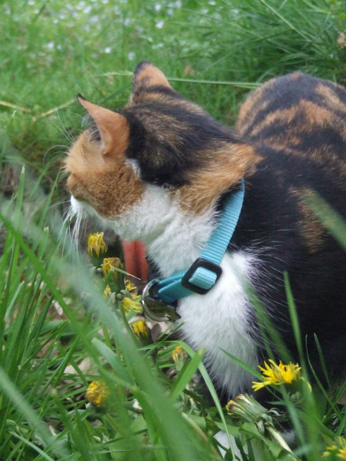 Lu #kot #koty #kwiatki #wiosna