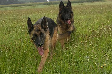 #champion #hodowla #OwczarekNiemiecki #sprzedam #szczeniaki