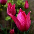 Tulipan w porannej rosie #tulipan #rosa