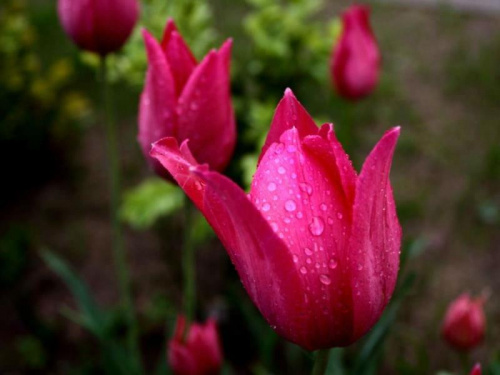 Tulipan w porannej rosie #tulipan #rosa