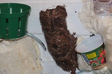 #hoya #hydroponika #paludarium #rośliny