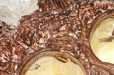 #hoya #hydroponika #paludarium #rośliny