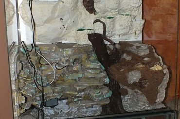 #hoya #hydroponika #paludarium #rośliny