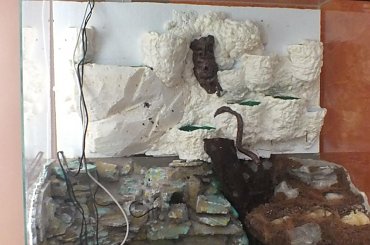 #hoya #hydroponika #paludarium #rośliny