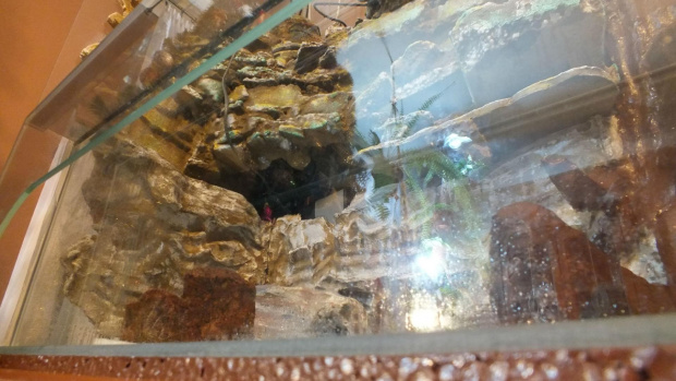 #hoya #hydroponika #paludarium #rośliny