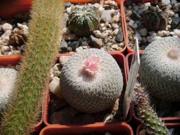 epithelantha