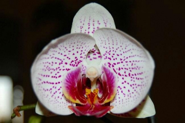 mojstorczyk.pl #orchidea #storczyk #storczyki